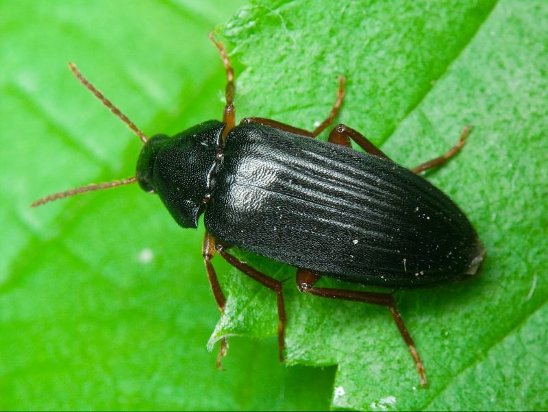 Melandrya barbata (Fabricius, 1792)